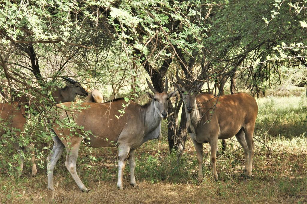 Africa 6 Plage Сомоне Екстер'єр фото